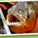 orinoco delta piranha